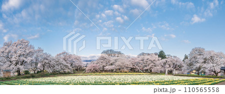 「山梨県」実相寺の桜と約8万本のラッパ水仙 「山梨県」実相寺の桜と約8万本のラッパ水仙 110565558