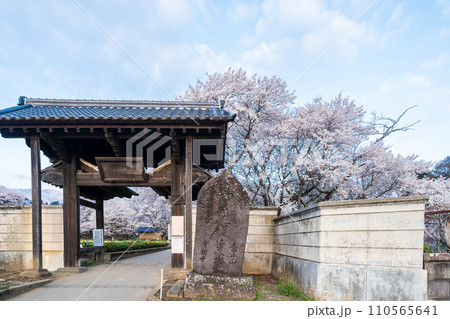 「山梨県」実相寺の山門 山高神代桜 「山梨県」実相寺の山門 山高神代桜 110565641