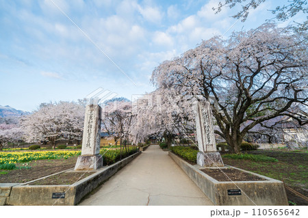 「山梨県」実相寺の山門　山高神代桜 110565642
