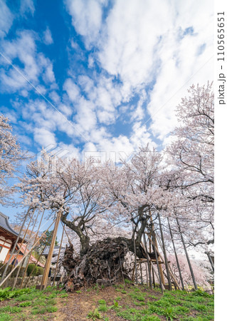 「山梨県」山高神代桜　日本初の天然記念物指定 110565651