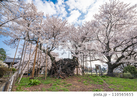 「山梨県」山高神代桜 日本初の天然記念物指定 「山梨県」山高神代桜 日本初の天然記念物指定 110565655