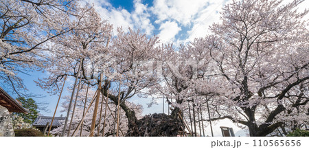 「山梨県」山高神代桜　日本初の天然記念物指定 110565656