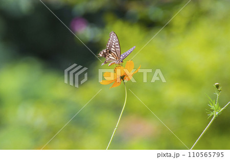 beautiful butterfly in the garden 110565795