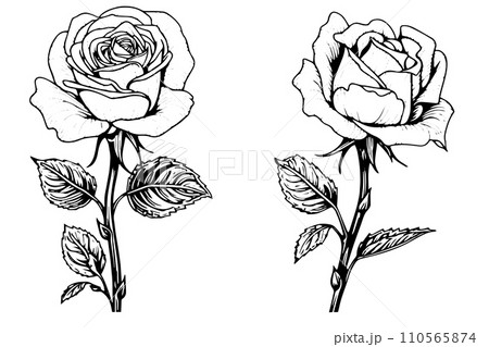 Set of rose flower hand drawn ink sketch. Engraving style vector illustration. 110565874