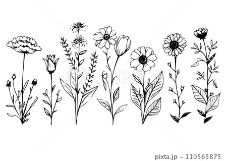 Hand drawn ink sketch of meadow wild flower set. Engraved style vector illustration. 110565875