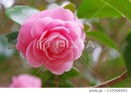 美しいピンクの椿「オトメツバキ」 美しいピンクの椿「オトメツバキ」 110566001