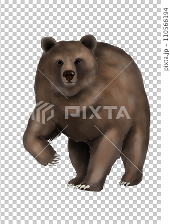 大きなヒグマのリアルなイラスト 110566194