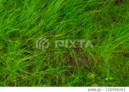 Green grass texture background Top view of bright grass garden Idea concept used for making green backdrop, lawn for training football pitch, Grass Golf Courses green lawn pattern textured background. 110566261