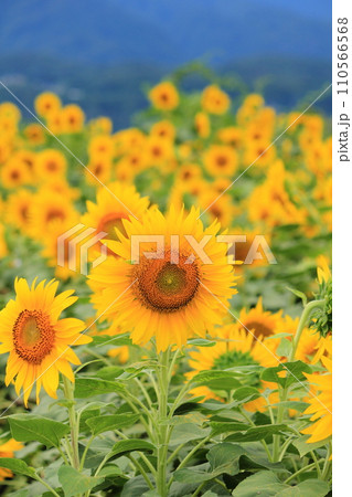 夏の山で満開のひまわり畑(日本 山梨県北杜市) 夏の山で満開のひまわり畑(日本 山梨県北杜市) 110566568