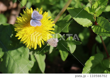 黄色い花びらのたんぽぽにとまる2匹のイカルスヒメシジミ蝶の様子をアップで撮影した風景 110566702