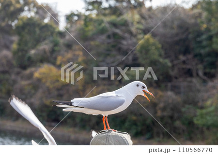 頭の上にユリカモメ 110566770