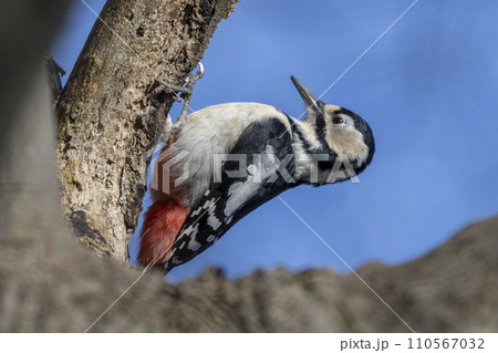 Great Spotted Woodpecker Busy on a Tree 110567032