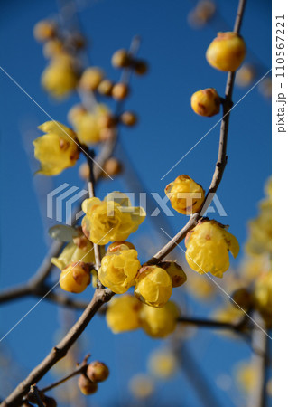 青空と黄色のロウバイの花 青空と黄色のロウバイの花 110567221