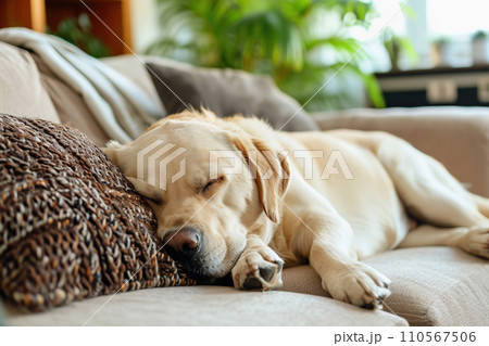 AI-generated content. Labrador Retriever dog napping on cushion indoors 110567506