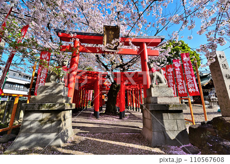 《愛知県》名古屋市西区和徳稲荷社の赤い鳥居と満開の桜 110567608