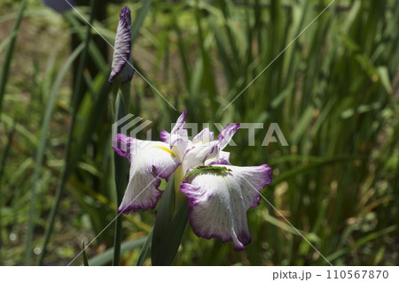 ハナショウブ 110567870