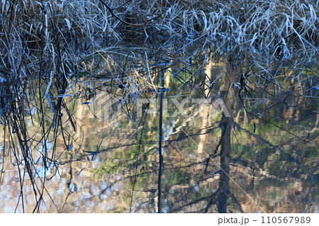 湖沼の鏡写り 水辺の冬景色 自然観察 湖沼の鏡写り 水辺の冬景色 自然観察 110567989