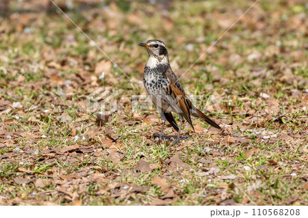 大宮公園のツグミ 110568208