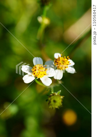 5970　シロバナセンダングサ 110568417