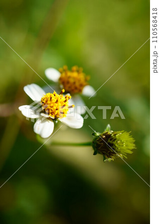 5969　シロバナセンダングサ 110568418