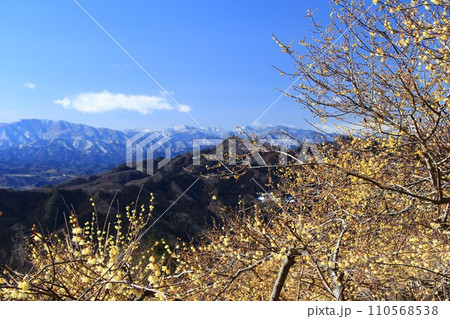 秩父の宝登山、青空に映える黄色いロウバイの花 110568538