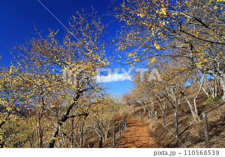 秩父の宝登山、青空に映える黄色いロウバイの花 110568539