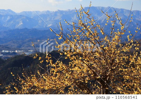 秩父の宝登山、青空に映える黄色いロウバイの花 秩父の宝登山、青空に映える黄色いロウバイの花 110568541