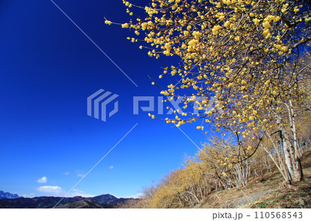 秩父の宝登山、青空に映える黄色いロウバイの花 110568543