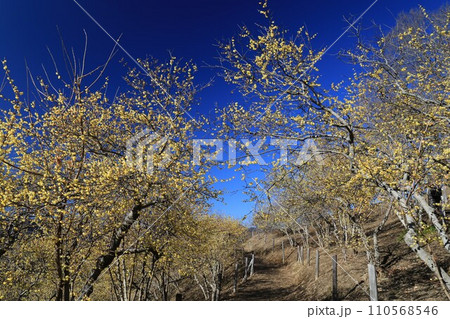 秩父の宝登山、青空に映える黄色いロウバイの花 秩父の宝登山、青空に映える黄色いロウバイの花 110568546