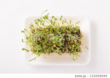豆苗　再収穫 110569094