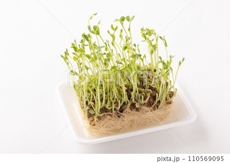 豆苗　再収穫 110569095