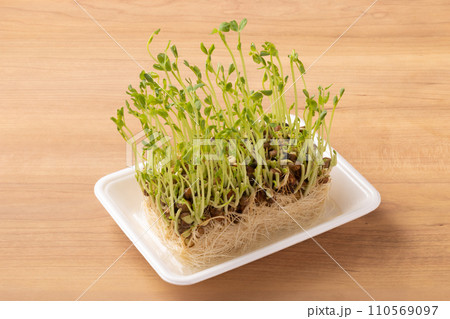 豆苗　再収穫 110569097