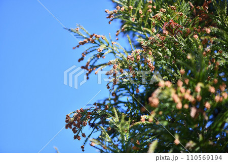 早春のスギ（杉）の雄花 110569194