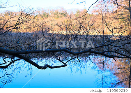 湖沼の鏡写り 水辺の冬景色 自然観察 湖沼の鏡写り 水辺の冬景色 自然観察 110569250