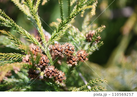杉の球果（雌花） 110569257