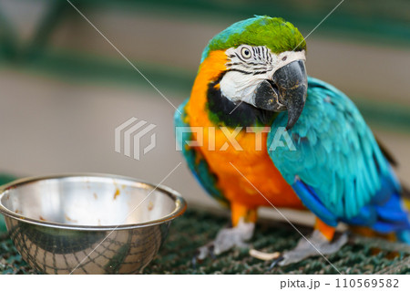 blue-and-yellow macaw (Ara ararauna), also known as blue-and-gold macaw eating food blue-and-yellow macaw (Ara ararauna), also known as blue-and-gold macaw eating food 110569582