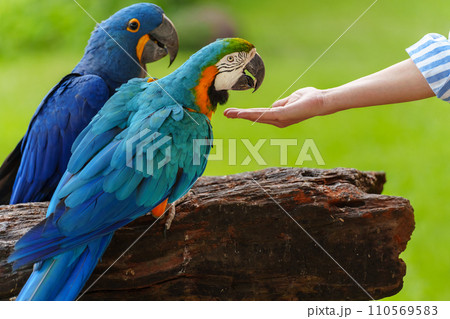 feeding blue-and-yellow macaw (Ara ararauna) bird on hand feeding blue-and-yellow macaw (Ara ararauna) bird on hand 110569583
