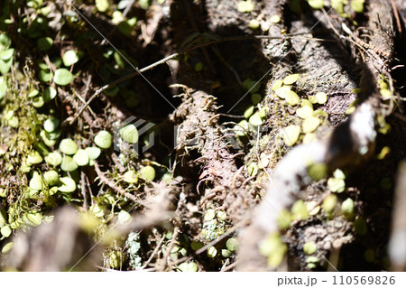 気根（キコン） 110569826