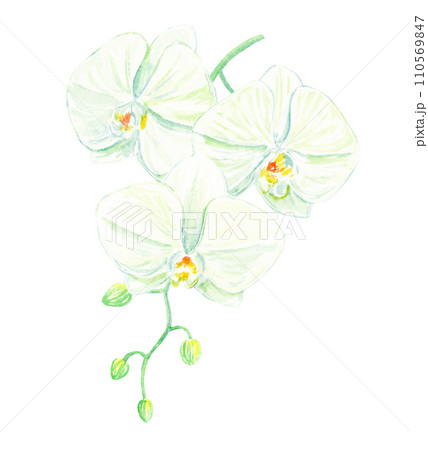 透明水彩で描く胡蝶蘭　ベクター 110569847
