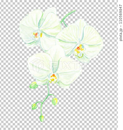 透明水彩で描く胡蝶蘭　ベクター 110569847
