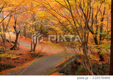 群馬県藤岡市三波川　冬桜の名所桜山公園のふもとの沢沿いの紅葉 110570460