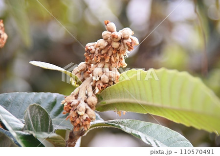 枇杷の若葉と花と若い実 110570491