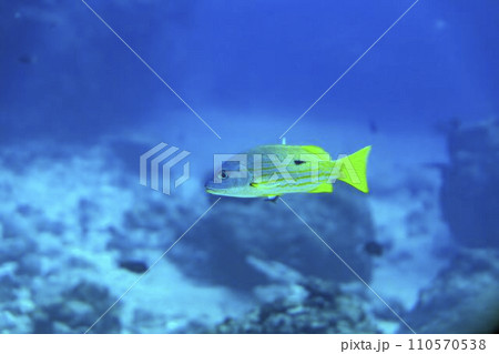 ブセナ海中公園　海中展望塔から見たサンゴ礁とニセクロホシフエダイ　沖縄県名護市 110570538