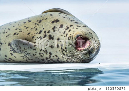 水族館の風景　ゴマフアザラシ　山形県鶴岡市 110570871