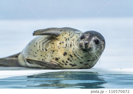 水族館の風景　ゴマフアザラシ　山形県鶴岡市 110570872