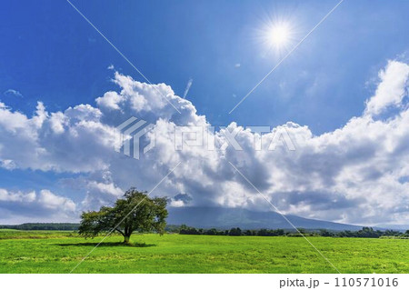 夏の青空と上坊牧野の一本桜　岩手県八幡平市 110571016