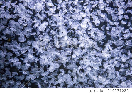 加茂水族館のクラゲの水槽 山形県鶴岡市 加茂水族館のクラゲの水槽 山形県鶴岡市 110571023