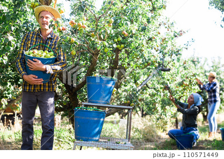 Man posing with bucket of harvested pears 110571449