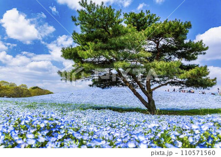 春の国営ひたち海浜公園　咲きそろったネモフィラ　茨城県ひたちなか市 110571560