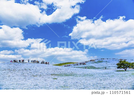 春の国営ひたち海浜公園　咲きそろったネモフィラ　茨城県ひたちなか市 110571561